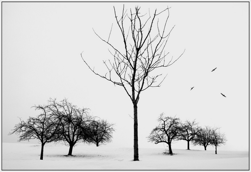 297 - WINTERTREES - LOKE WOLFGANG - germany.jpg